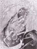 Plate 22: Click for full-size image (173k) Harlequin Airs Plate 22 thumbnail